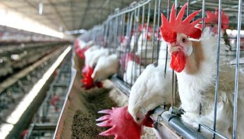 Baja del IVA: productores avícolas recibieron la buena noticia