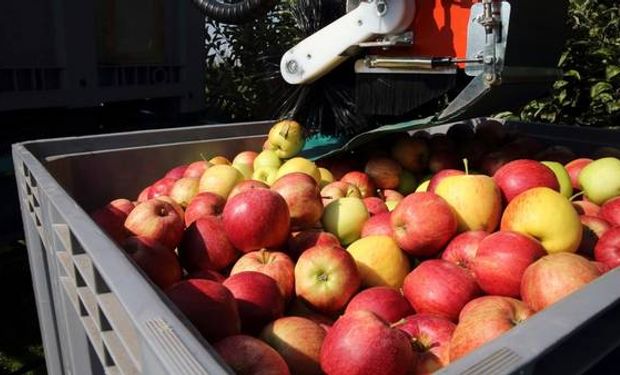 Quedaron unos 200 millones de kilos de frutas sin cosechar debido a la falta total de rentabilidad.