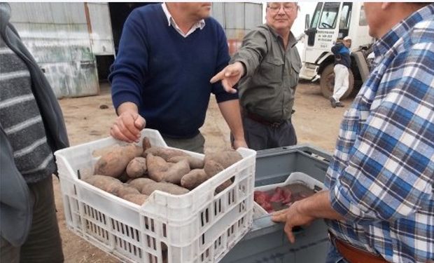 Los productores prueban prototipo para hortalizas