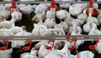 Productores de pollos afirman que están en "una situación dramática"