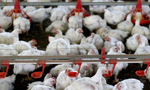 El ruralista Ricardo Grether comentó que "la situación del sector de la producción de pollos integradas a los frigoríficos es dramática".