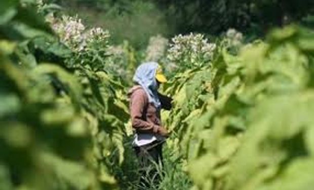 Subsidio para los productores tabacaleros.