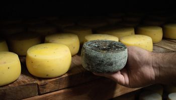 Queijo produzido dentro de caverna em Goiás faz sucesso e coleciona prêmios