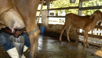 RS libera R$ 2,3 milhões em apoio aos produtores de leite prejudicados pelas chuvas