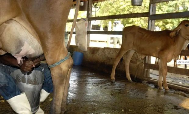 Público-alvo são produtores que tiveram perdas na estrutura produtiva, desejam continuar na atividade leiteira e necessitam de apoio. (Foto - Marcelo Camargo/Ag.Brasil)