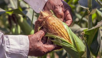 Produtor do Paraná colhe 369,9 sacas por hectare e vence concurso de produtividade de milho no Sul