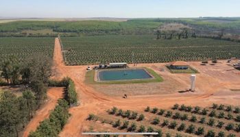 Produtor do interior de SP revoluciona produção de laranja com irrigação por gotejamento