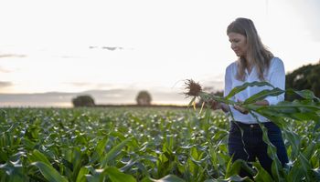 Agricultura regenerativa obtém 22% mais sacas de soja que "talhão ao lado"