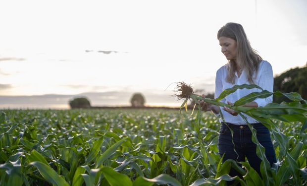 Técnicas avançadas de agricultura regenerativas geram benefícios em oferta de nutrientes e água para as plantas. (foto - Bayer)