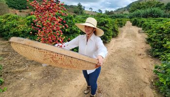 Produção de café em 2024 sente o peso do clima e cai no Brasil, revela Conab