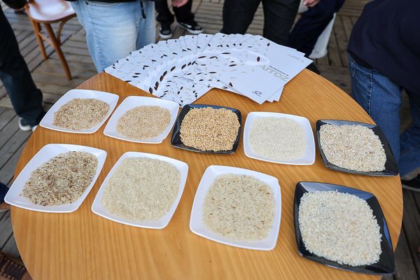Produtores de arroz durante a abertura oficial da colheita em Santa Catarina