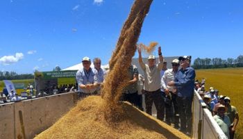 Crise nos preços marca início da colheita de arroz em Santa Catarina
