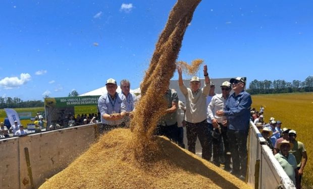 Crise nos preços marca início da colheita de arroz em Santa Catarina