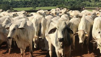 Como Goiás vai perdoar multas aplicadas a mais de 10 mil produtores rurais