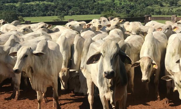 Rebanho bovino em propriedade rural; medida em Goiás prevê perdão de multas relacionadas ao transporte de gado.