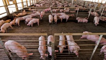 Productores de porcinos piden frenar la importación