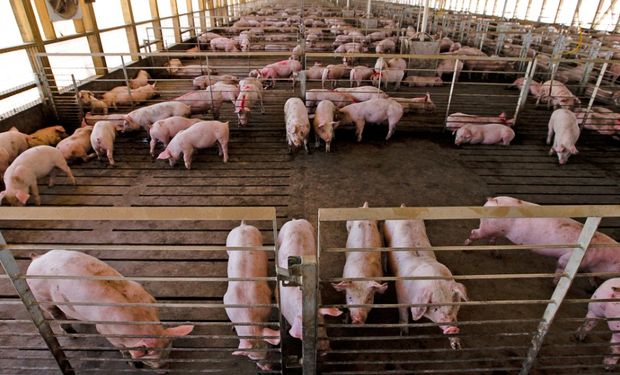 En enero las importaciones de carne de cerdo alcanzaron las 1553 toneladas y quedaron un 155% por encima del año pasado.