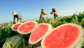 Boletim Prohort: frutas têm queda de preços em dezembro