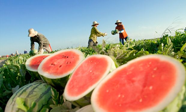 Clima mais chuvoso levou a um menor fluxo de comercialização da melancia em dezembro. (foto - Sistema CNA/Senar)