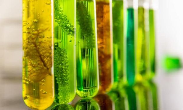 Diesel verde e SAF passam a integrar o RenovaBio