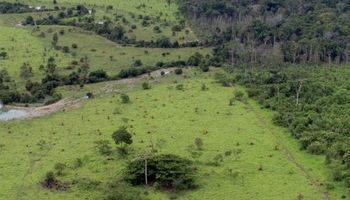 BB aceitará crédito de carbono em leilão de imóveis rurais