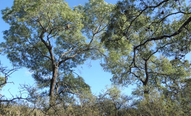 Pronosticaron los cambios en el suelo del Gran Chaco en 2080: cuánto territorio se destinará la agricultura