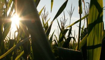 Los pronósticos se dieron vuelta: bajas generalizadas en CBOT