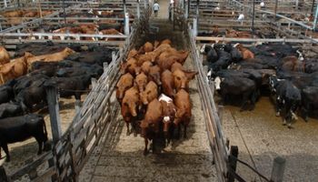 Las lluvias limitaron los ingresos de los mercados ganaderos