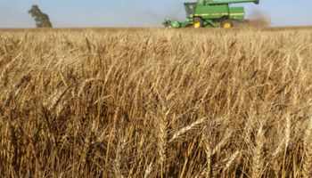 CIC estima una mayor producción de trigo y maíz