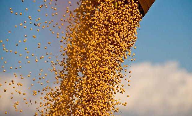 Volvió a caer el nivel de proteína