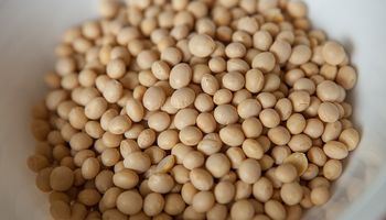 Una respuesta genética a la demanda de rendimiento y proteína en soja