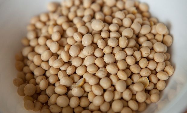 Los niveles de proteína en soja son una de las grandes preocupaciones de la cadena oleaginosa. Dificultades de acceso a mercados de preferencia.