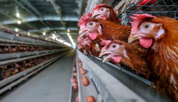 Carne de frango ganha competitividade em relação a concorrentes