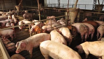 Protesta de productores porcinos