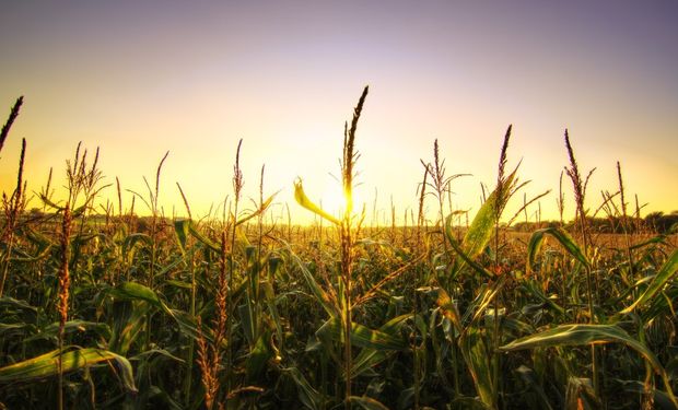 Se espera que el precio de la soja baje por las grandes reservas globales