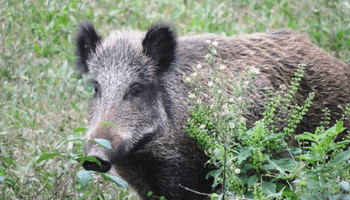 Surto de peste suína africana na Espanha acende alerta no Brasil; Mapa reforça vigilância