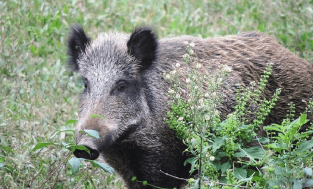 Surto de peste suína africana na Espanha acende alerta no Brasil; Mapa reforça vigilância