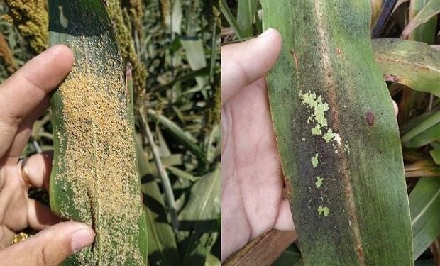  Pulgón amarillo: cómo controlar a la plaga que golpea al sorgo argentino 