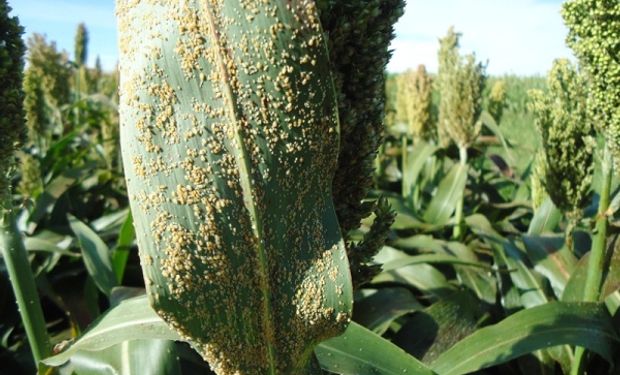 Pulgón Amarillo, una nueva amenaza en el cultivo de sorgo