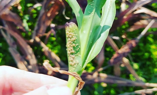 El INTA disparó un alerta por la presencia de pulgón amarillo en sorgo