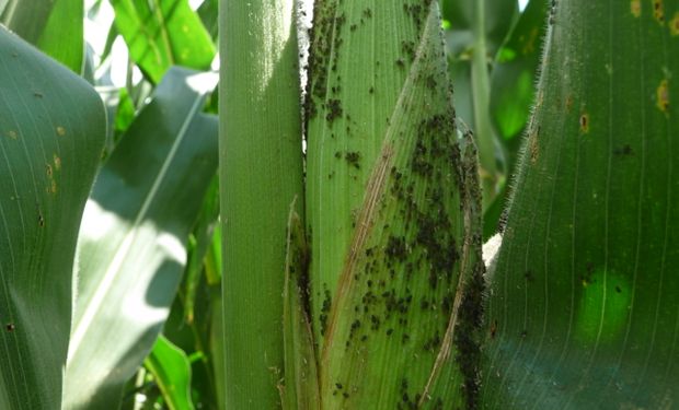 Aparecieron pulgones en Maíz y Sorgo