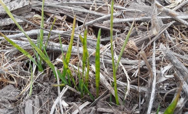 Pulgón verde de los cereales: ciclo biológico y principales aspectos a tener en cuenta