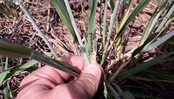Advierten la presencia de plagas en cultivos de invierno y recomiendan monitorear