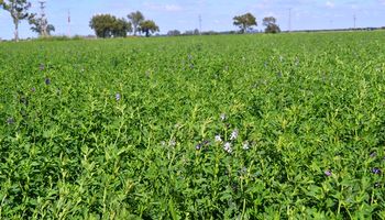 Pulgones de la alfalfa: una plaga que se puede combatir con menos impacto ambiental
