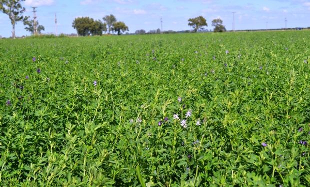 Pulgones de la alfalfa: una plaga que se puede combatir con menos impacto ambiental