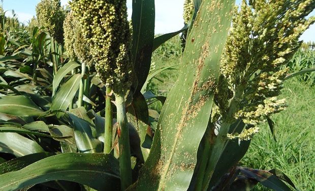 Continúan elevadas las poblaciones de pulgones en sorgo: tips de manejo de especialistas