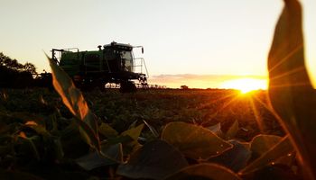 El Senasa prohibió el uso y comercialización de productos formulados a base de fipronil