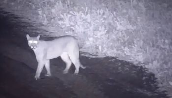 Puma suelto en canning: alerta entre vecinos de Terralagos, uno de los barrios más caros de la zona