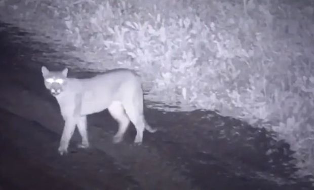 Puma suelto en canning: alerta entre vecinos de Terralagos, uno de los barrios más caros de la zona