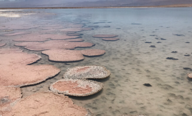 Kunza Soja: ya está disponible el primer bioestimulante a base de bacterias de los salares de la Puna